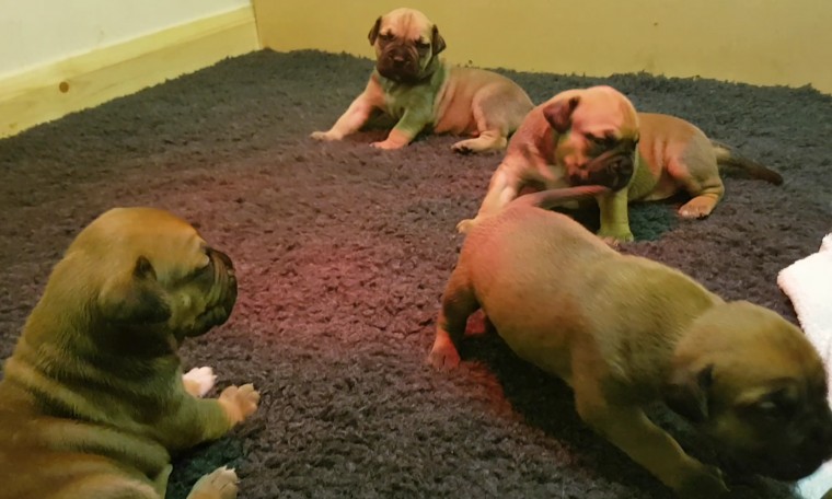 Boerboel Puppies For Sale Text me at (732) 290-5130 Image eClassifieds4u