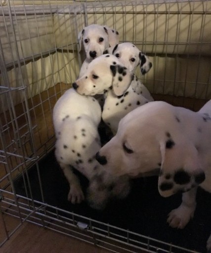 Gorgeous Pedigree Dalmatian Puppies Text (732) 290-5130 Image eClassifieds4u