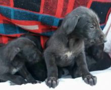 Beautiful CKC Reg Top Quality Deerhound Puppies Pls text me at (732) 290-5130 Image eClassifieds4u 2
