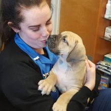 Boerboel Puppies For Sale Text me at (732) 290-5130 Image eClassifieds4u 2