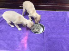 Cute Italian Greyhound Puppies Pls text me at (732) 290-5130 Image eClassifieds4u 2