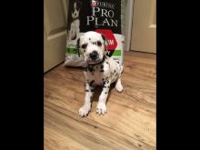 Gorgeous Pedigree Dalmatian Puppies Text (732) 290-5130 Image eClassifieds4u 2