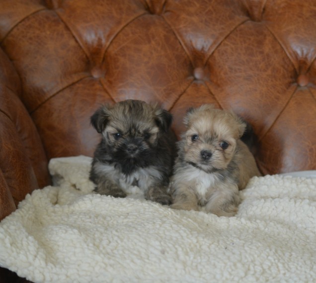 Pedigree Lhasa Apso Puppies Pls text me at (732) 290-5130 Image eClassifieds4u