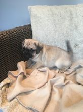 Gorgeous Pug Puppies Pls text me at (732) 290-5130
