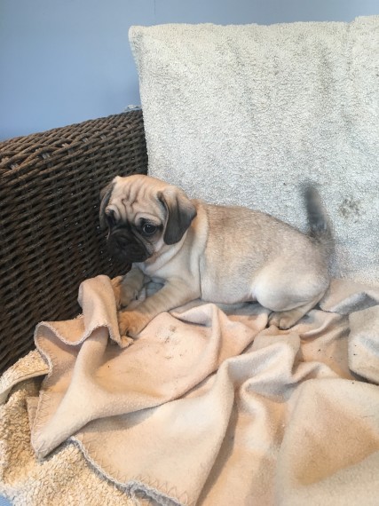 Gorgeous Pug Puppies Pls text me at (732) 290-5130 Image eClassifieds4u