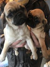 Gorgeous Pug Puppies Pls text me at (732) 290-5130 Image eClassifieds4u 2