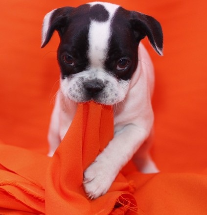 4 Stunning FRENCH BULLDOG PUPPIES silver health tested parents(2M&2F)$$ Image eClassifieds4u