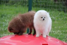 Priceless White Pomeranian Puppy For sale this Christmas