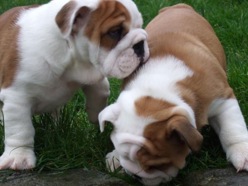 Adorable English Bulldog Puppies for Christmas Image eClassifieds4u