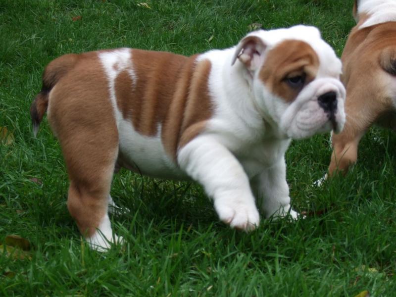 Adorable English Bulldog Puppies for Christmas Image eClassifieds4u