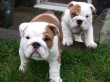 Adorable English Bulldog Puppies for Christmas Image eClassifieds4u 2