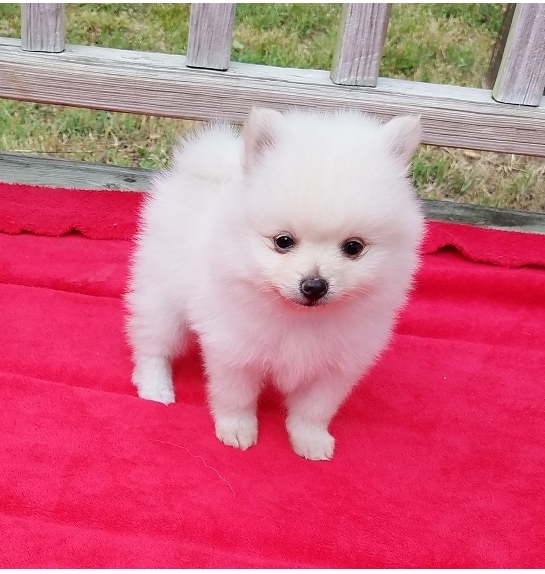 Priceless White Pomeranian Puppy For sale this Christmas Image eClassifieds4u