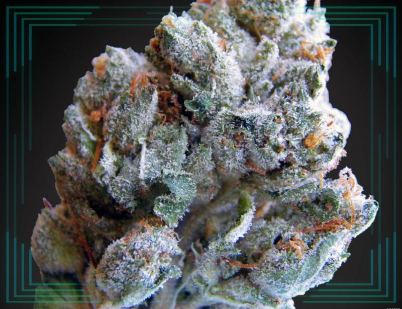 Buy Alaskan Thunder Fuck Online in Toronto and Quebec from https://www.powerallemporium.org/ Image eClassifieds4u