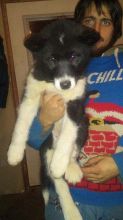 RARE!!! Canadian Eskimo Dogs Image eClassifieds4u 2