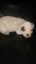 Amarican Bulldog x pitbull puppies