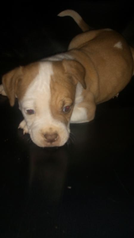 Amarican Bulldog x pitbull puppies Image eClassifieds4u