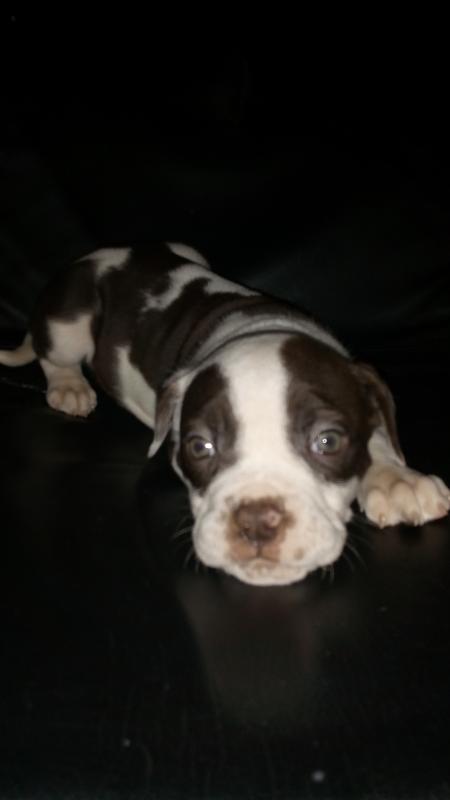 Amarican Bulldog x pitbull puppies Image eClassifieds4u