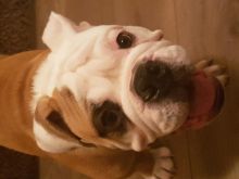 5 Month Old English Bulldog Puppy