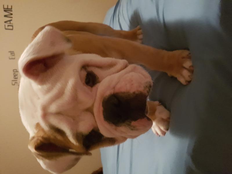 5 Month Old English Bulldog Puppy Image eClassifieds4u