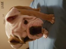 5 Month Old English Bulldog Puppy Image eClassifieds4u 2