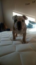 5 Month Old English Bulldog Puppy Image eClassifieds4u 3