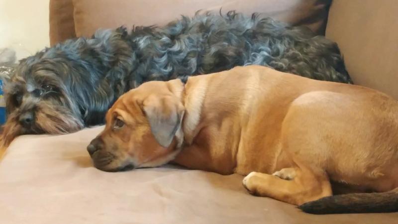 Sharpei/English Mastiff Mix Image eClassifieds4u