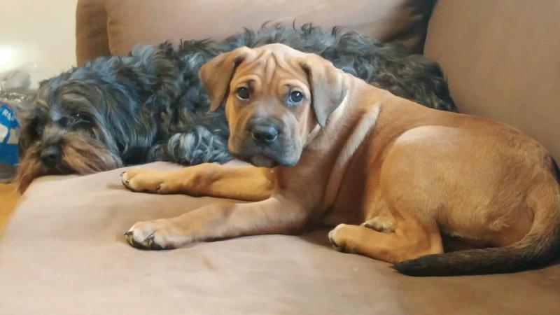 Sharpei/English Mastiff Mix Image eClassifieds4u