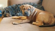 Sharpei/English Mastiff Mix Image eClassifieds4u 1