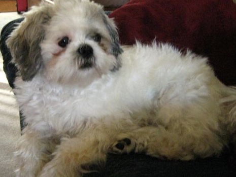 Shih tzu Lhasa apso Image eClassifieds4u