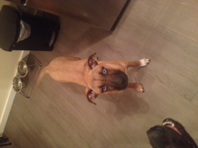 6 Month old female boxer/husky cross Image eClassifieds4u