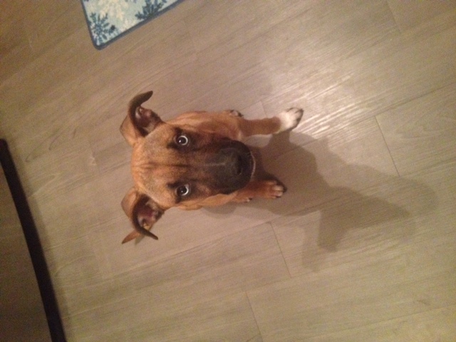 6 Month old female boxer/husky cross Image eClassifieds4u