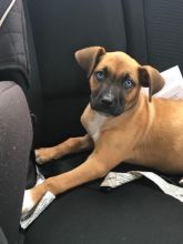 6 Month old female boxer/husky cross Image eClassifieds4u 1