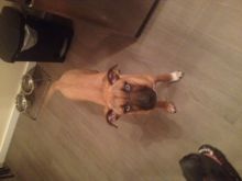 6 Month old female boxer/husky cross Image eClassifieds4u 3