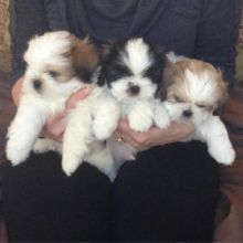 3 Lovely quality Shih Tzu puppies are available to new homes