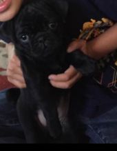 5 mos tiny black pug