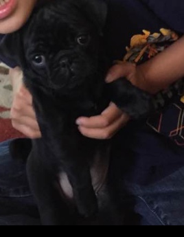 5 mos tiny black pug Image eClassifieds4u