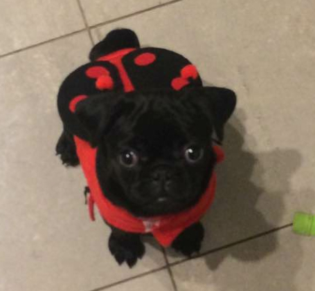 5 mos tiny black pug Image eClassifieds4u