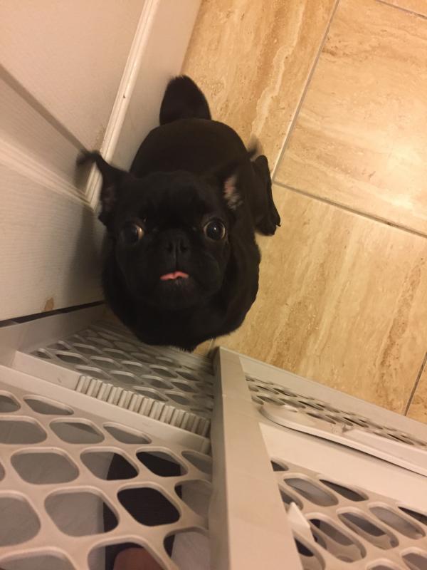 5 mos tiny black pug Image eClassifieds4u