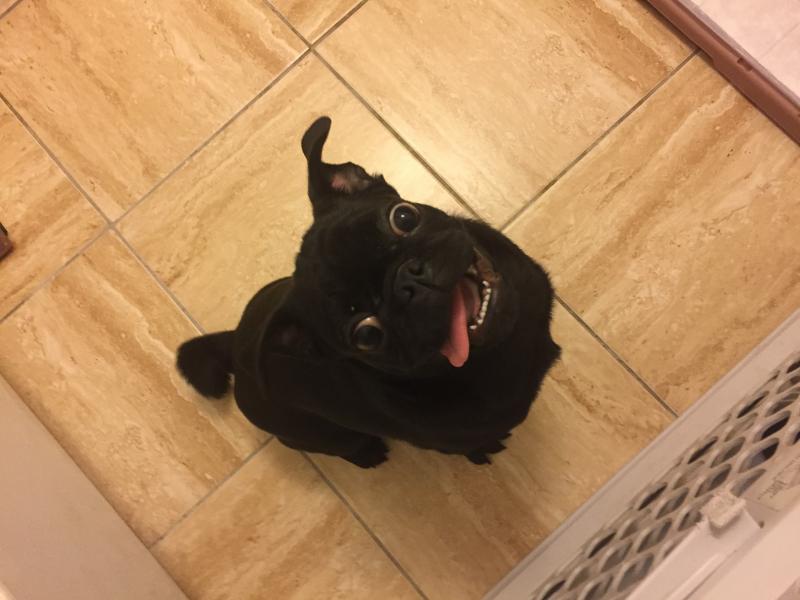 5 mos tiny black pug Image eClassifieds4u