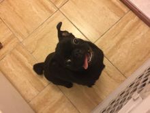 5 mos tiny black pug Image eClassifieds4u 3