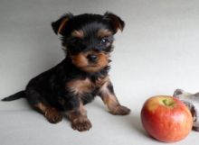 AKC registered teacup Yorkie boy and girl puppies available