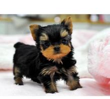 Magnificent T-Cup Maltese Puppies Available