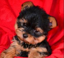 AKC registered teacup Yorkie boy and girl puppies available Image eClassifieds4u 1