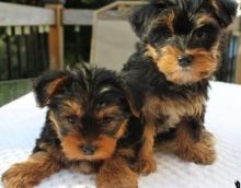 AKC registered teacup Yorkie boy and girl puppies available Image eClassifieds4u 3