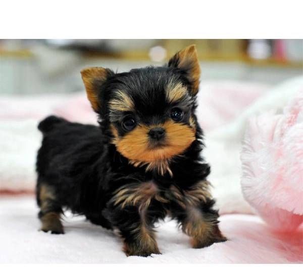 Magnificent T-Cup Maltese Puppies Available Image eClassifieds4u