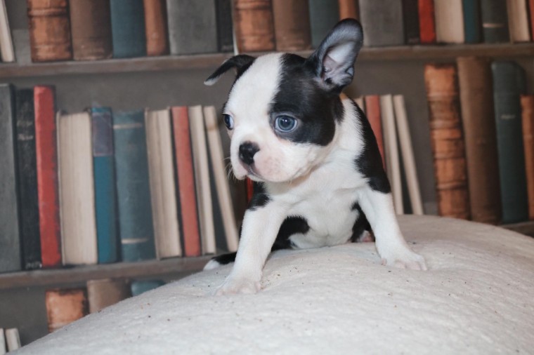 18 Outstanding Kc Reg Boston Terrier Puppies 940-905-4583 or email helenleonden @ gmail.com Image eClassifieds4u