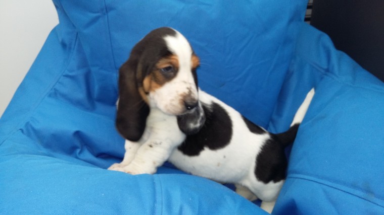 6 Basset Hound Puppies Available Now 940-905-4583 or email helenleonden @ gmail.com Image eClassifieds4u