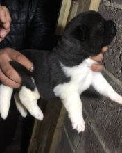 Akita Puppies text us 940-905-4583