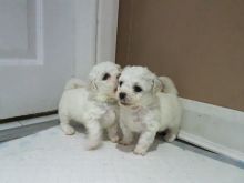 Bichon Frise Puppies text us 940-905-4583