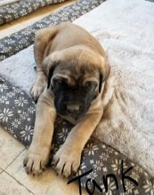 Bullmastiff Puppies 940-905-4583 or email helenleonden @ gmail.com